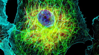 生物医学测试中心Leica超高分辨率激光共聚焦显微镜TCS SP8 STED实用技术培训通知