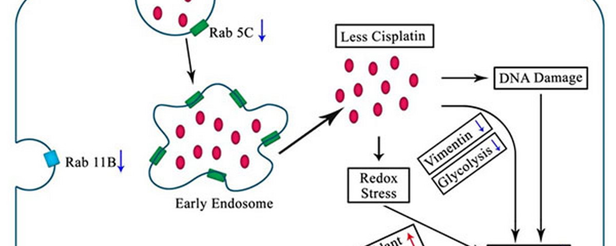 生命学院邓海腾研究组在《Molecular & Cellular Proteomics》上发表论文阐述卵巢癌细胞的耐药机制