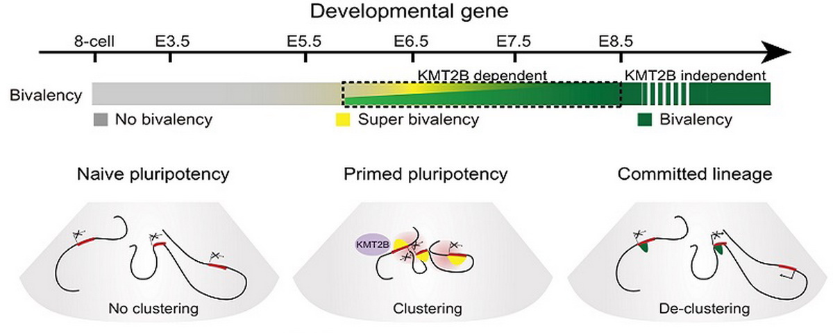 清华大学颉伟组在《自然-遗传》报道哺乳动物早期胚胎多能性谱系独特的染色质状态及其分子机制与功能
