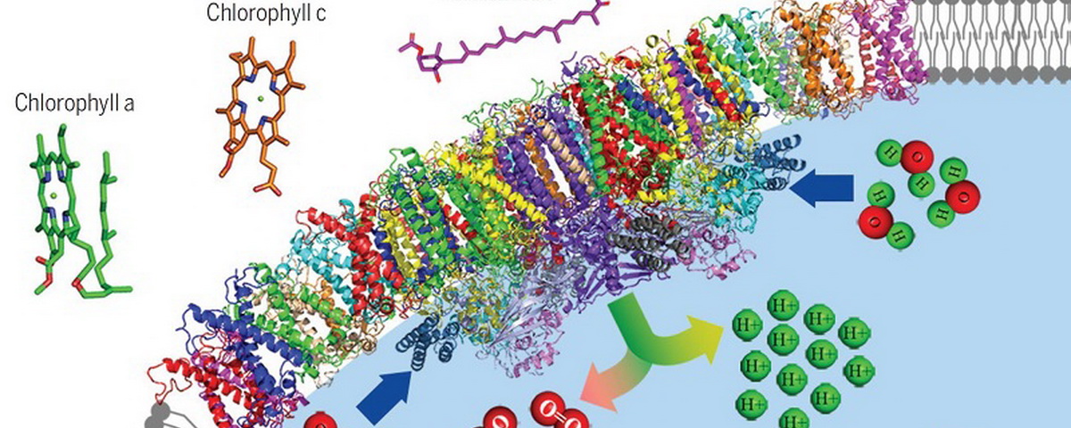 清华大学和中科院植物所合作在《科学》发表论文报道首个硅藻光系统II-捕光天线超级复合体的近原子分辨率结构