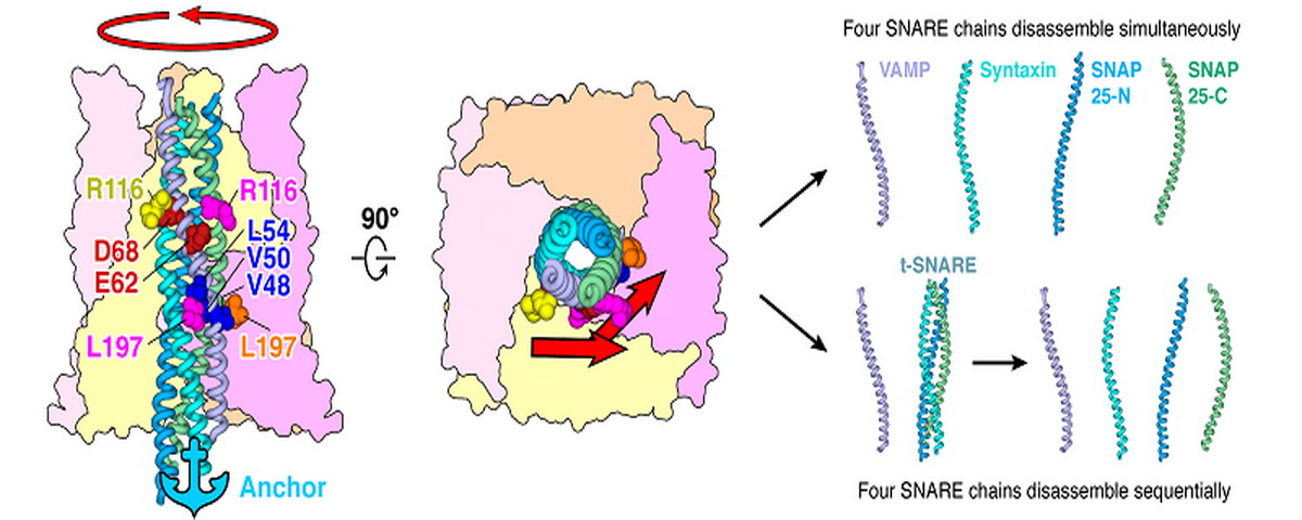 清华大学生命学院隋森芳课题组在Science Advances发文报道在突触囊泡与质膜融合导致神经递质释放过程中发挥关键作用的SNARE复合体的解聚机制