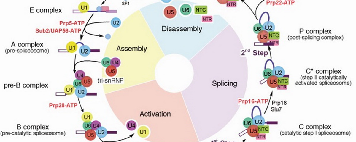 最后一个剪接体基本状态被捕获！施一公研究组在《细胞》发文报道酵母B*剪接体电镜结构