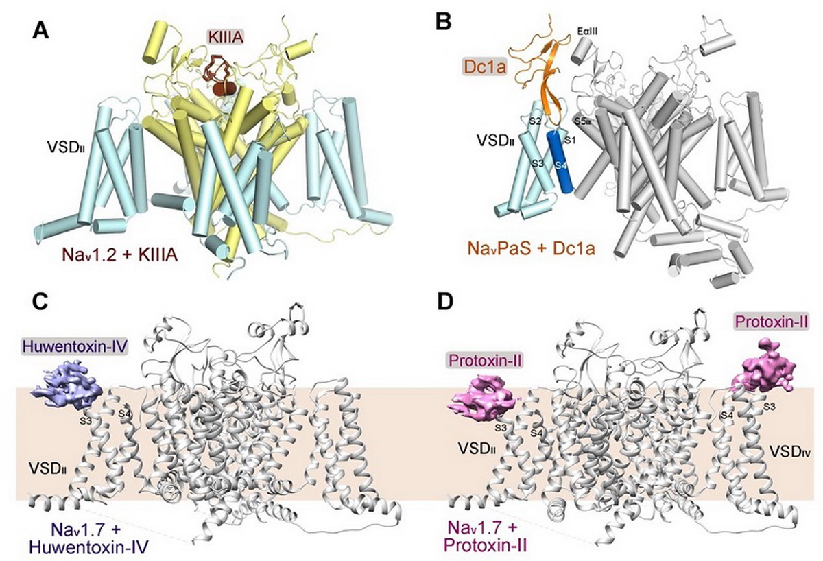 颜宁研究组再次发表《科学》背靠背文章，报道动物毒素特异性抑制人源电压门控钠离子通道1.2和1.7亚型的分子基础