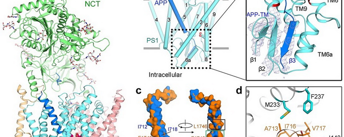 施一公研究组在《自然》《科学》分别报道人体γ-分泌酶与重要底物Notch和APP复合物的高分辨率三维结构