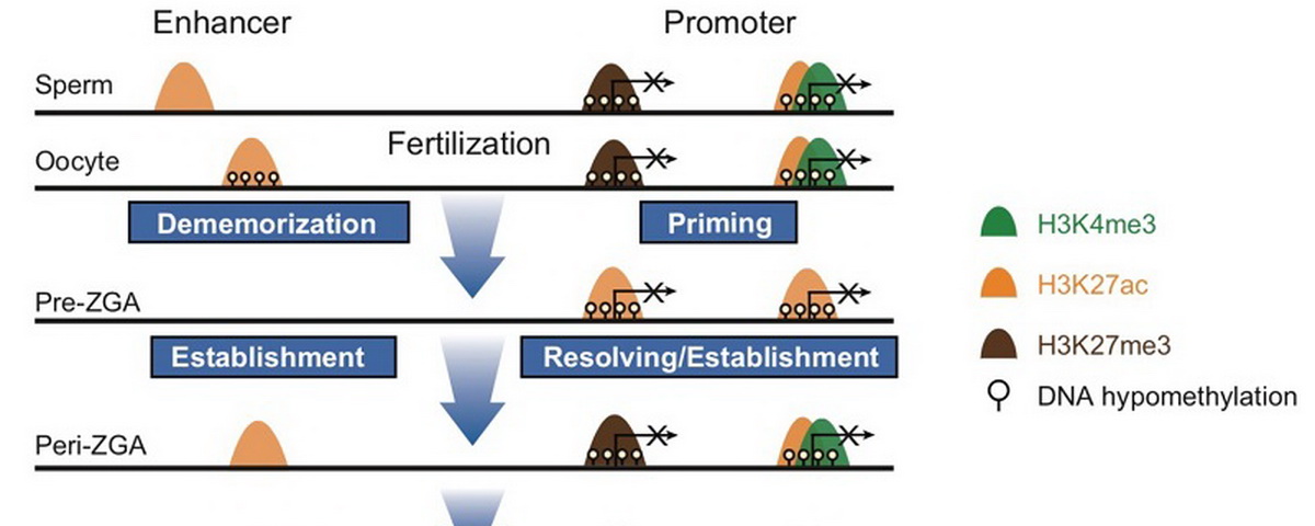 颉伟组与孟安明组在《分子细胞》发表斑马鱼配子及早期胚胎组蛋白修饰重编程研究