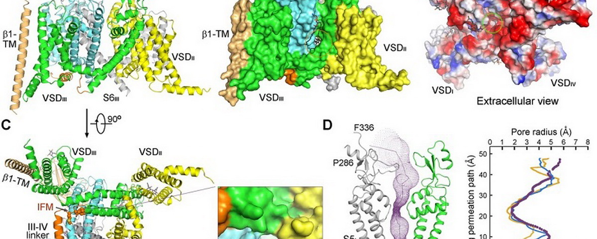 颜宁研究组报道首个人源电压门控钠离子通道结构