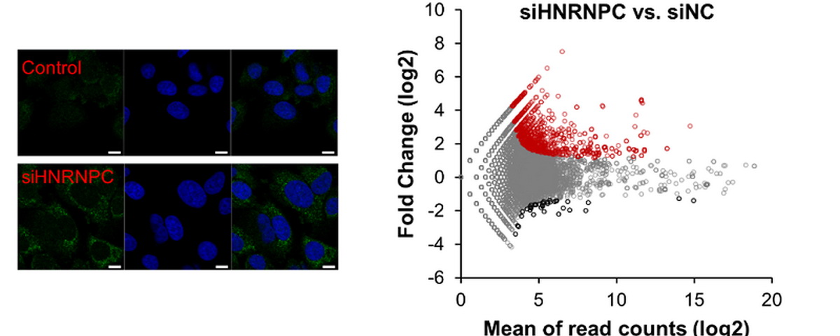 杨雪瑞研究组在The EMBO Journal报道RNA异常剪接激活乳腺癌细胞内免疫反应及其分子机制