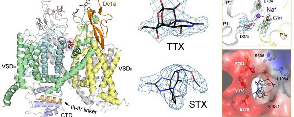 颜宁研究组在《科学》再发长文报道电压门控钠离子通道被三种毒素调节的结构基础