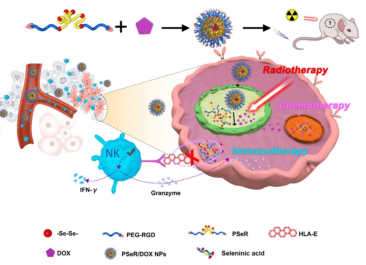 含硒纳米药物在癌症免疫治疗、放疗和化疗联合治疗中的应用